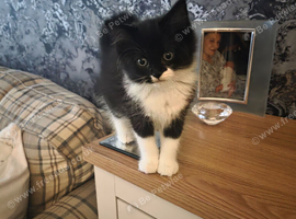Tuxedo ragdoll  for sale in Lancaster