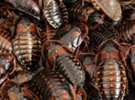 50 mixed size roaches for feeding or colony start up