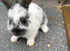 4 mini lop cross for sale