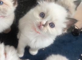Beautiful Ragdoll type girl HCM and PKD clear