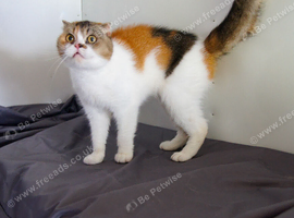 GCCF/TICA Active BSH, Scottish fold and Maine Coons for sale