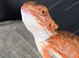Baby bearded dragon