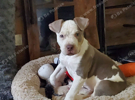 American bulldog puppy