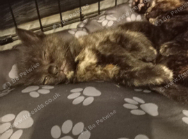 3 tortoise shell kittens for sale