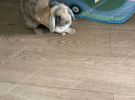 2 beautiful female minilop rabbits 6 months old