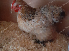 1 millefleur Pekin bantam chicken