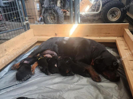 Rottweiler Puppies