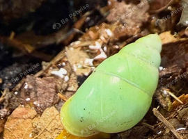 Wolf snails