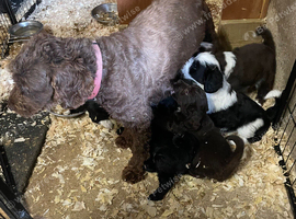 Beautiful cockapoo puppies