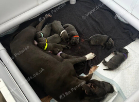 Beautiful Staffordshire Bull Terrier Puppies &mdash; 3 Boys, 3 Girls