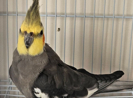 2 cockatiels