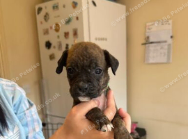 STUNNING BOXER PUPPIES LOOKING FOR LOVING HOMES