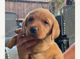 Labrador puppies