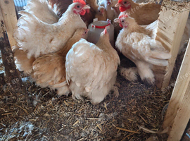 Free a few different pekins male birds