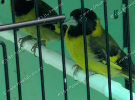 Notata siskins