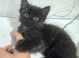 1 boy and 1 girl black kittens in swindon