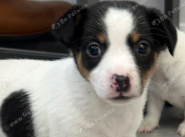 Traditional mini Jack Russell pups