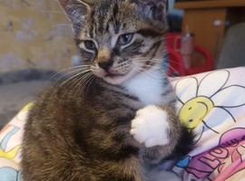 Last of the litter absolutely amazing little boy