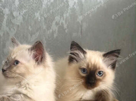 Pure Ragdoll Kittens for Sale