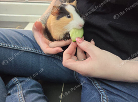 guinea pigs