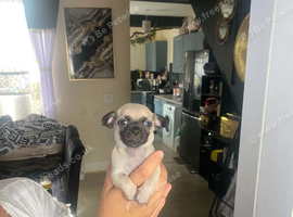 Beautiful grey Chihuahua puppies