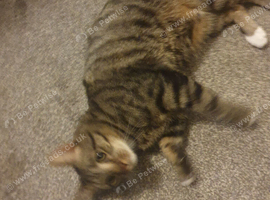 Lovely male cat