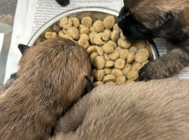 Gorgeous Cairn Terrier Puppies