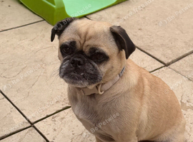Loving frug