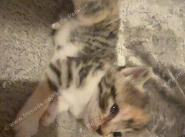 Beautiful kittens looking for their homes!
