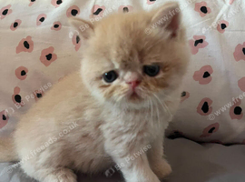 GCCF Registered Exotic kittens