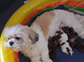 Shihtzu puppies