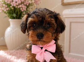 YorkiepooLastGirl