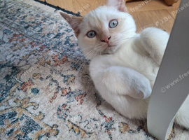 Boy with blue eyes siberian mix