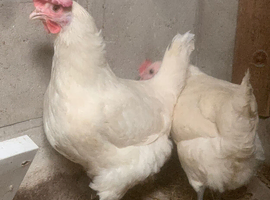 Purebred La Bresse Gauloise Laying hens