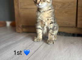 6 kittens available bengalxtabi