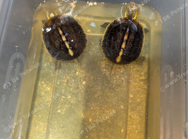 Yellow-margined box turtle