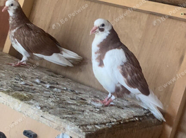 Young roller pigeon ready to leave