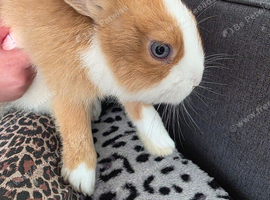 Bunnies