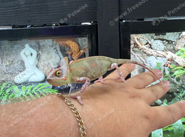 Male Pied Yemen Chameleons