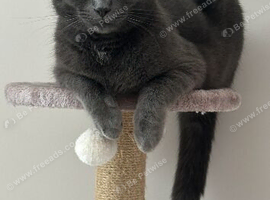 Grey male cat 4 years old