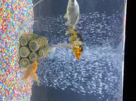Koi koi