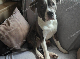 1yr old Pocket Bully