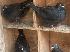 Black coloured racing racer pigeons &pound;20 each