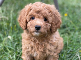 Premium F1b Cavapoo Puppies &ndash; Health Tested Parents &ndash; Top Bloodline &ndash; DUE END OF MAY