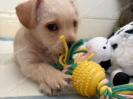 Shih-tzu cross Terrier
