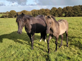 Dun yearling colt to make 15hh