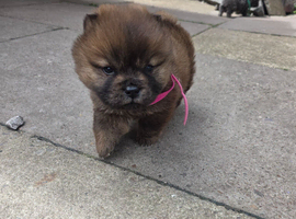 CHOW CHOW PUPPIES