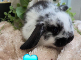 Beautiful baby mini lops