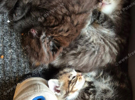 Kittens x3 2x left