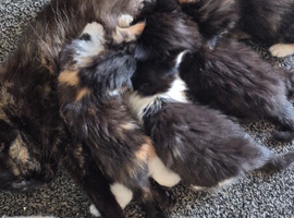 3 little kittens looking for a home